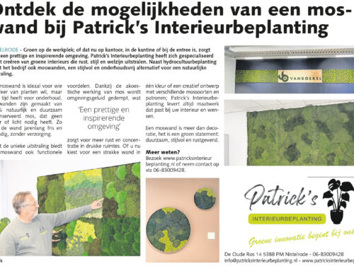 Ontdek de mogelijkheden van een moswand bij Patrick’s Interieurbeplanting